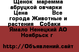 Щенок  маремма абруцкой овчарки › Цена ­ 50 000 - Все города Животные и растения » Собаки   . Ямало-Ненецкий АО,Ноябрьск г.